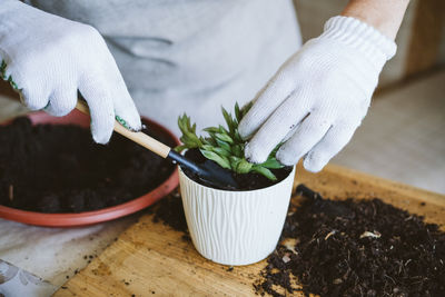 Midsection of person holding white potted plant on table