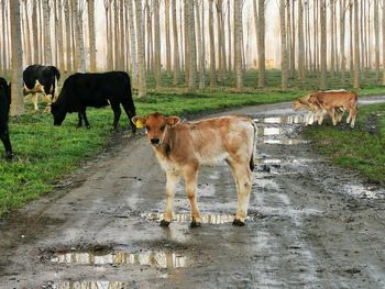 Cows grazing on road amidst trees