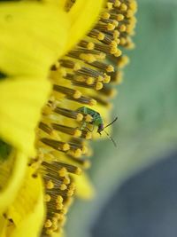 Close-up of insect on yellow flower