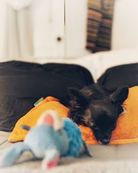 Close-up of dog on bed at home