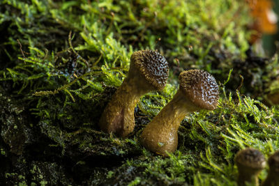Close-up of mushrooms on moss