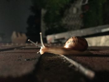 Close-up of snail
