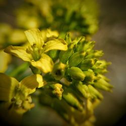 Close-up of yellow flower