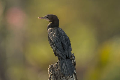 Close-up of bird perching on wooden post