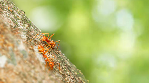 Fire ant on branch in nature ,selection focus only on some points in the image.