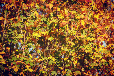 Full frame shot of yellow flowering plants