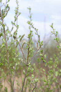 Close-up of flowering plants on field