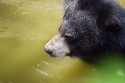 Close-up of bear in lake
