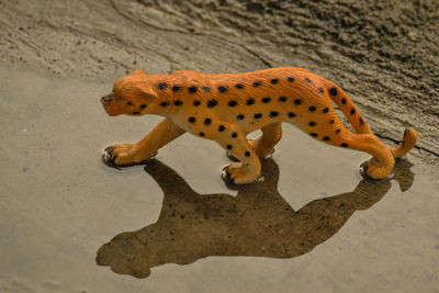 Close-up of lizard