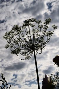 Low angle view of flower tree against sky