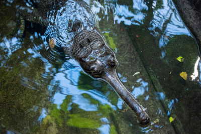 High angle view of animal swimming in lake