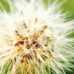 Close-up of dandelion