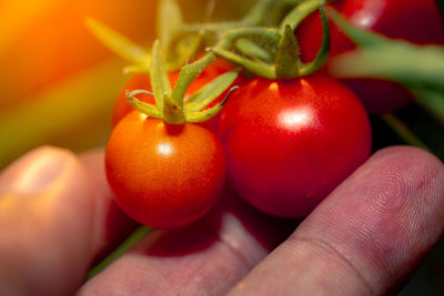 Close-up of hand holding tomatoes