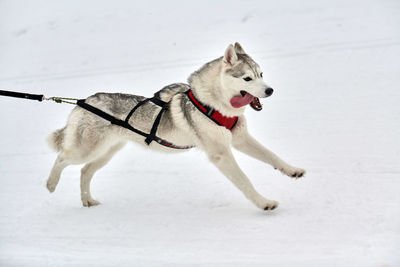 Running husky dog on sled dog racing. winter dog sport sled team competition. siberian husky dog