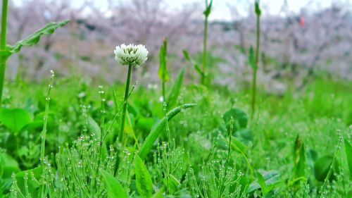 Close-up of flower growing in field