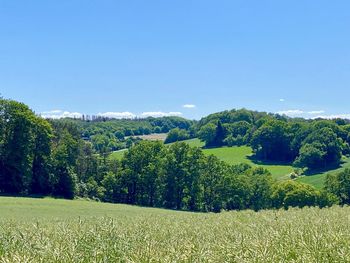 Scenic view of field against clear sky