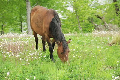 Horse grazing in field