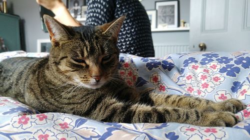 Cat resting on bed