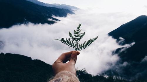 Close-up of hand holding twig against sky