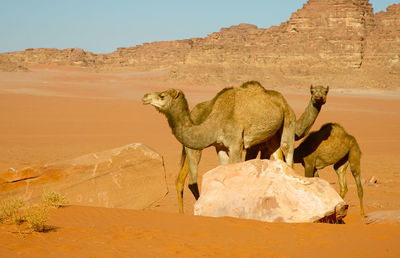 Camels in jordan wadi rum desert on red sand with baby and high mountains in the background