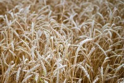 Yellow wheat field beautiful spikelets