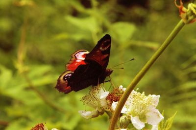 Close-up of butterfly pollinating on flower