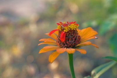 Close-up of orange flower