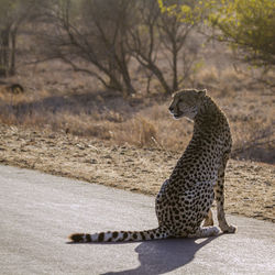 View of a cat on road