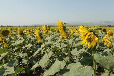 Full frame shot of sunflower field