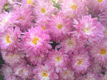 Full frame shot of pink flowers