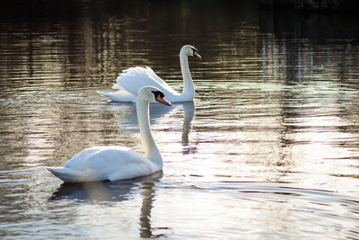 Swan on lake