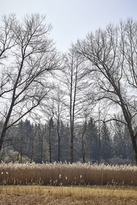 Bare trees on field against sky