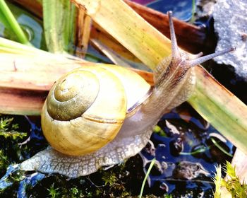 Close-up of snail