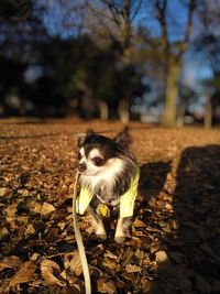 View of a cat on ground