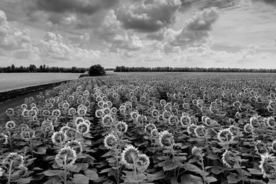 Scenic view of field against cloudy sky