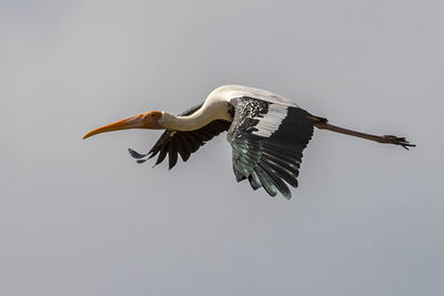 Bird flying in clear sky