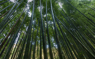 Full frame view of bamboo growth looking up