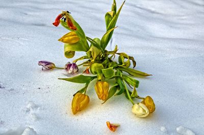 Close-up of yellow fruits on leaf