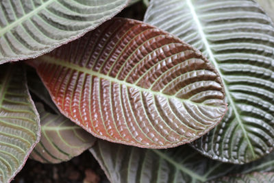 Close-up of leaves