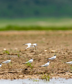 Seagulls flying over land