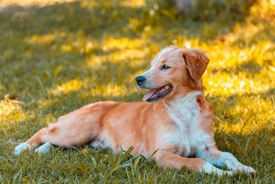 Dog relaxing on field