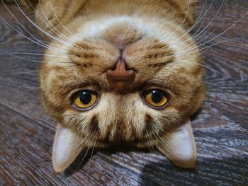 Close-up portrait of a cat