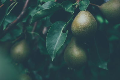 Close-up of fruit growing on tree