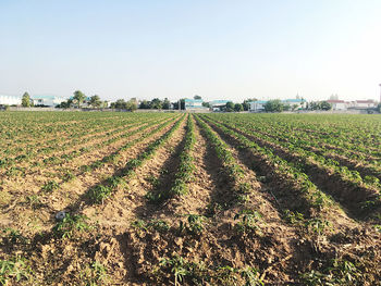 Scenic view of agricultural field against clear sky