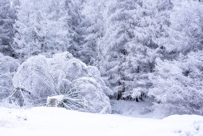 Trees in forest