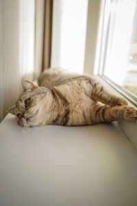 Close-up of cat relaxing at home