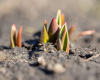 Close-up of plant growing on field