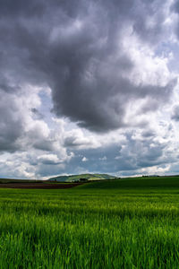 Scenic view of agricultural field against sky