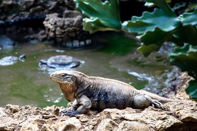 View of turtle on rock by lake