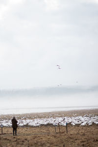 Seagulls flying over sea against sky